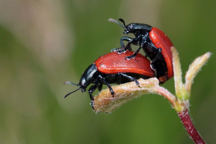 Hoe verschillend is seks bij Millennials en Generatie Z?