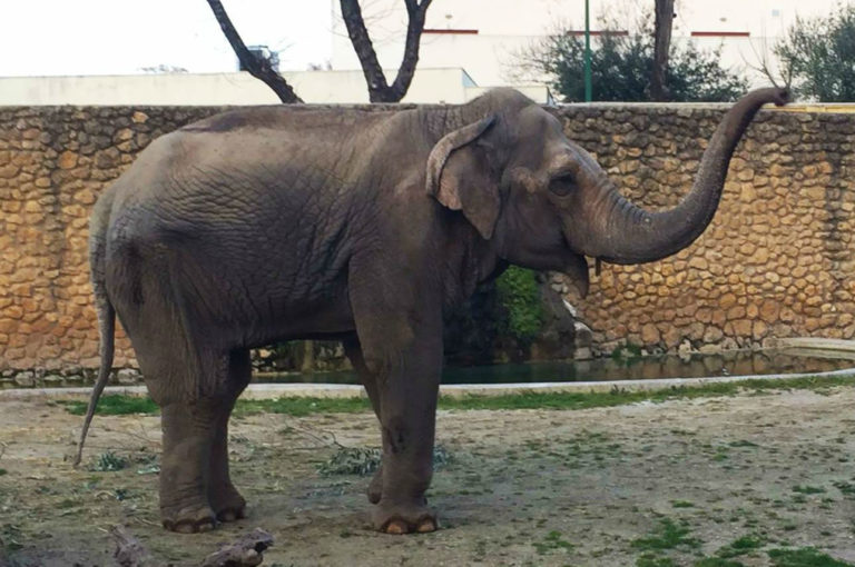 “Droevigste olifant ter wereld” overleden