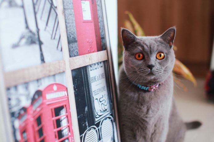 Londen verwelkomt eerste kattenfestival