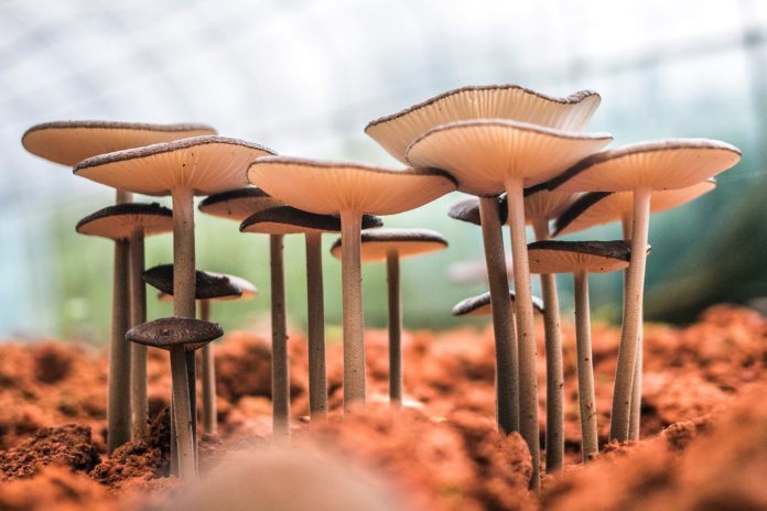 Paddenstoelen doen wonderen voor je mentale gezondheid
