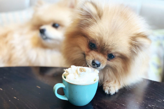 Londens hondencafé pakt uit met pupuccino’s, pupcakes en pawsecco