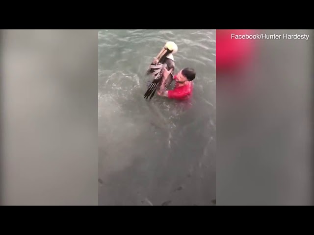 VIDEO. Pelikaan bijt in gezicht van man die hem aanviel