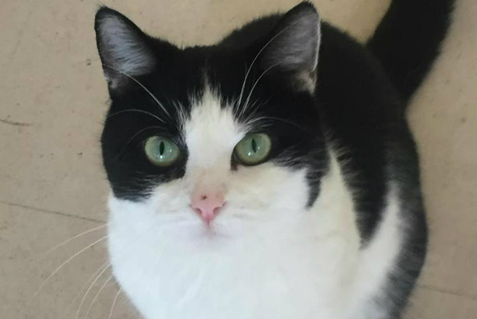 Vrouwen vinden mannen met een kat aantrekkelijker