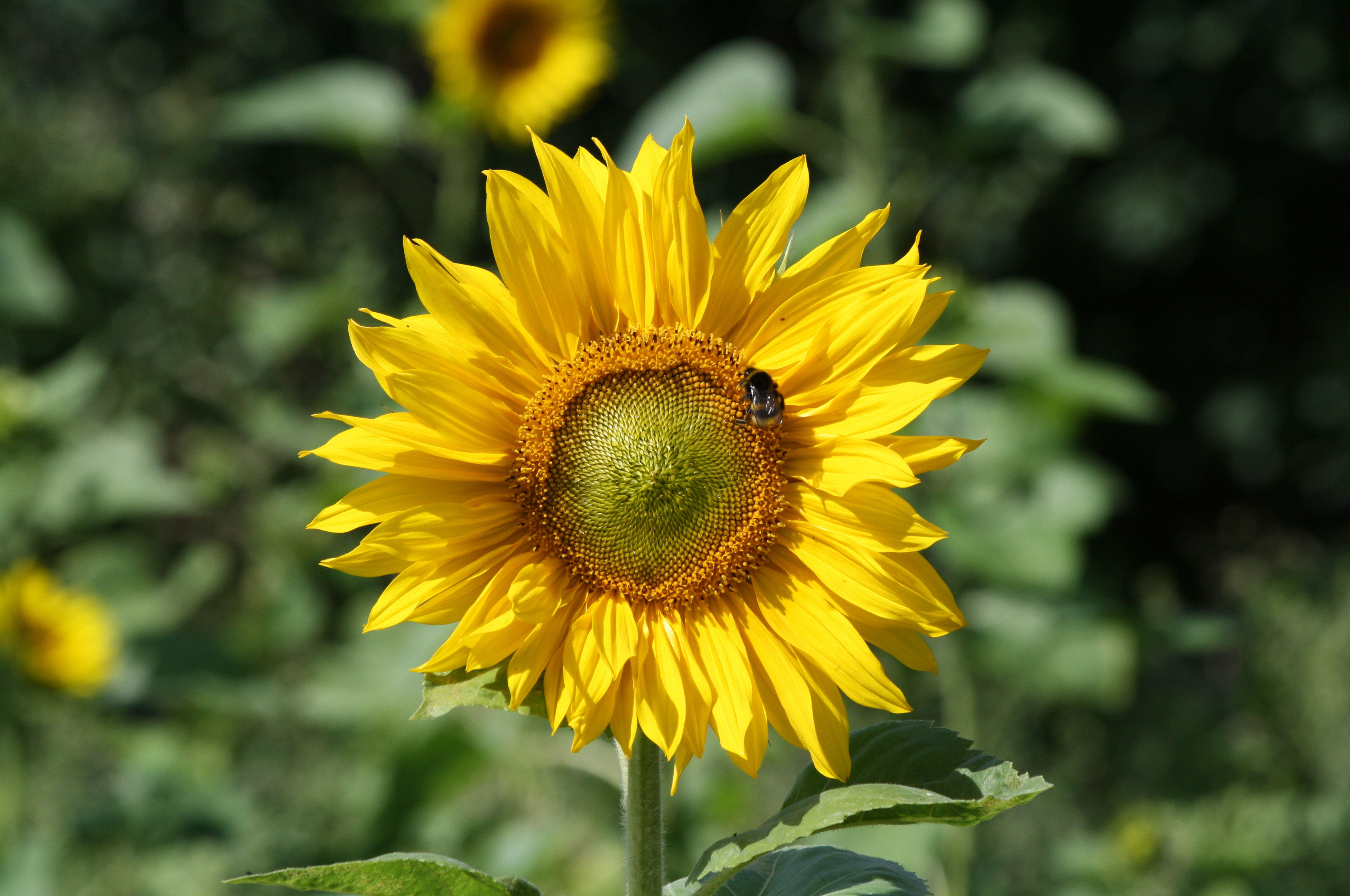 Bewezen: van bloemen word je gelukkiger