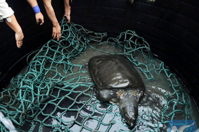 Yangtze-weekschildpad op rand van uitsterven na overlijden laatst bekende vrouwtje