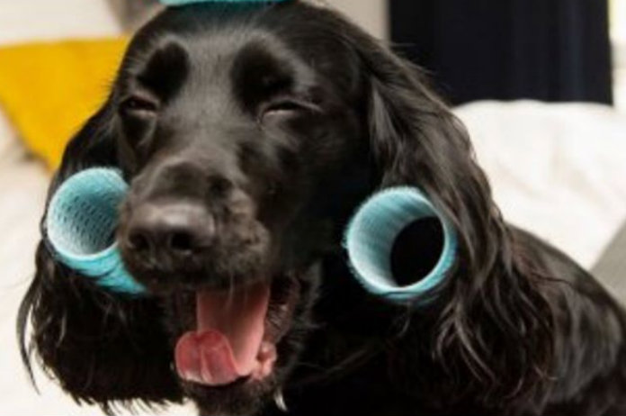 Naar deze spa mag je gerust je hond meenemen