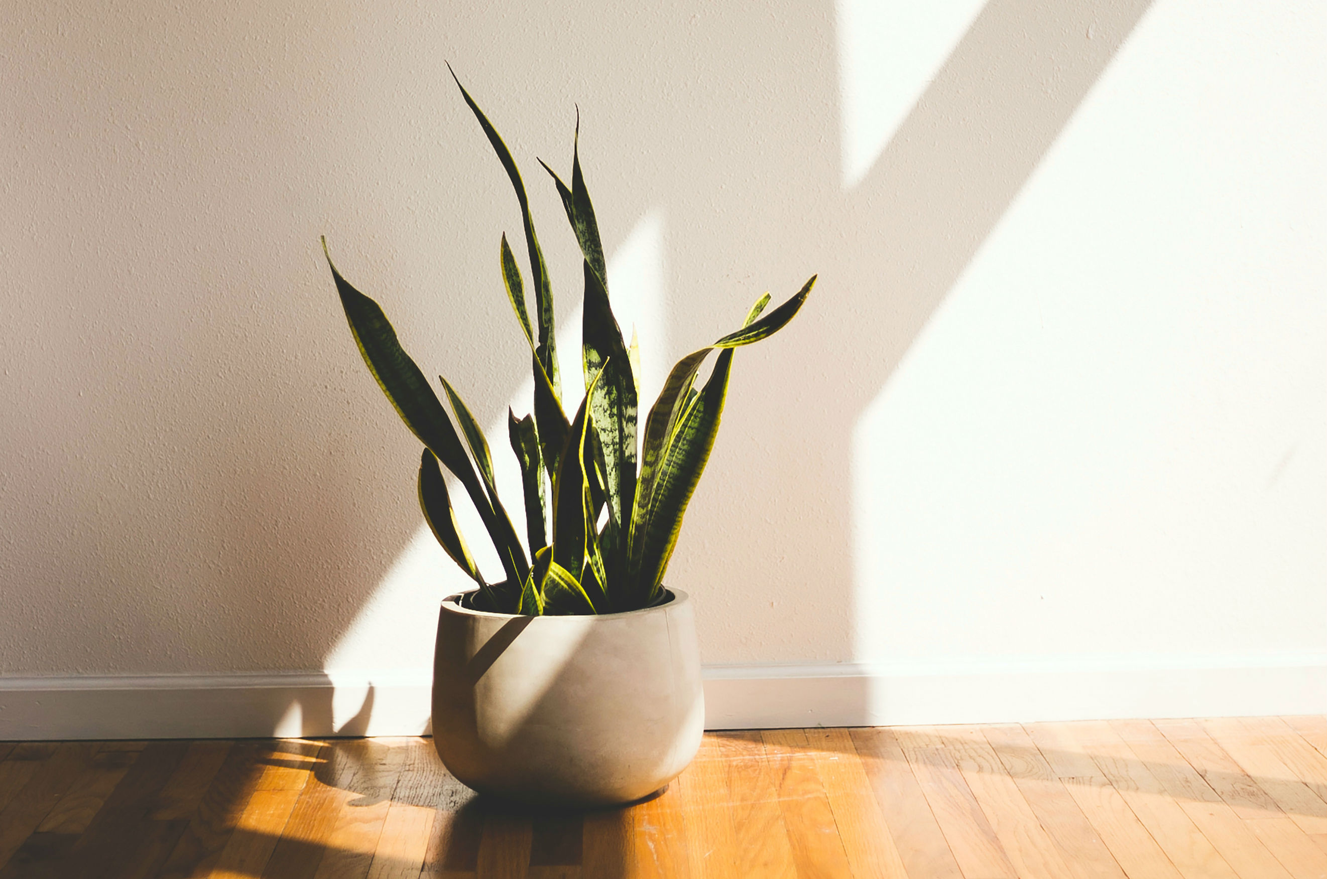 Deze zeven planten zouden op je bureau moeten staan