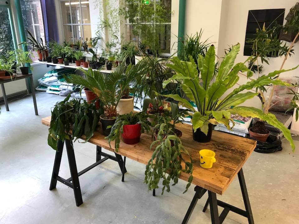 Na dieren zijn er nu ook asielen voor… planten