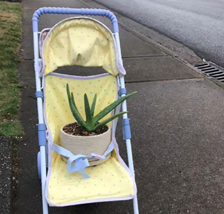 IN BEELD. Wannabe oma neemt babyfoto’s met planten