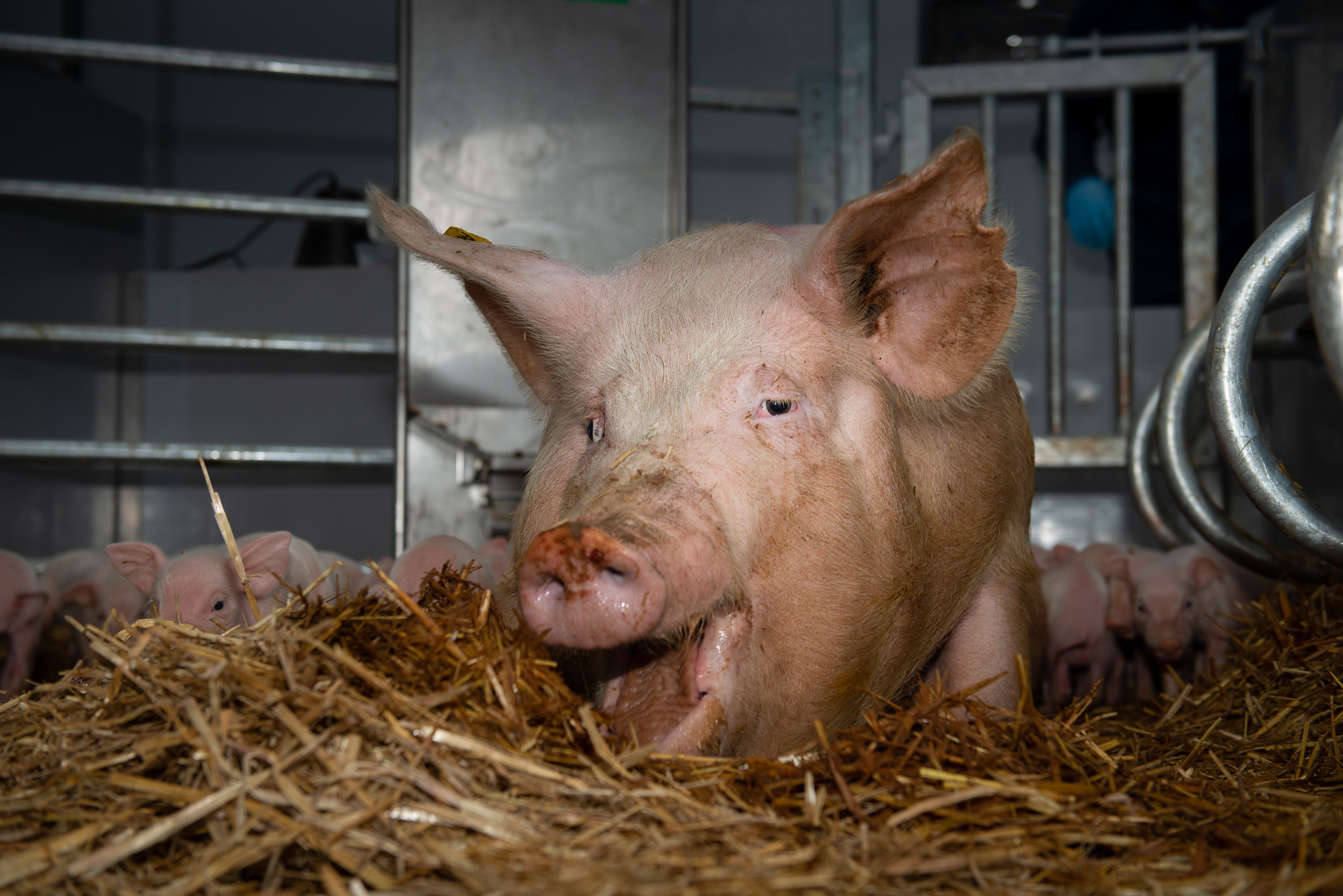 Label ‘Beter Leven’ ijvert voor meer diervriendelijke voedselconsumptie