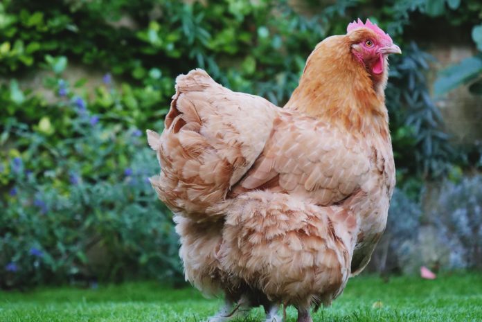 Vijf tips om ervoor te zorgen dat je kippen zich kiplekker voelen!