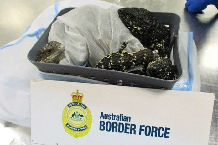 Vrouw betrapt met 19 hagedissen in haar koffer