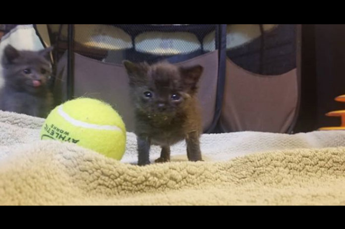 Deze kat is zo groot als een tennisbal