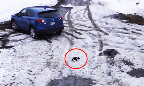 HELD: Kleine chihuahua wordt bijna overreden door auto. Maar dan grijpt bordercollie NET OP TIJD in! (video)