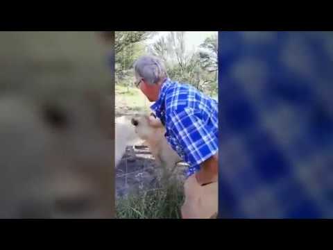 VIDEO. Man steekt arm door omheining en wordt gebeten door leeuw