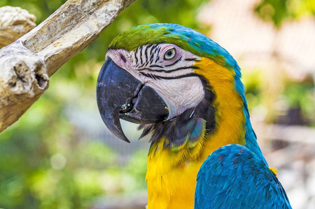 Agenten arresteren papegaai die lid is van bende drugsdealers