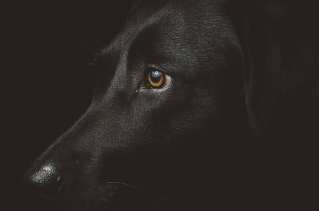 Steeds meer dodelijke proeven op dieren in Nederland