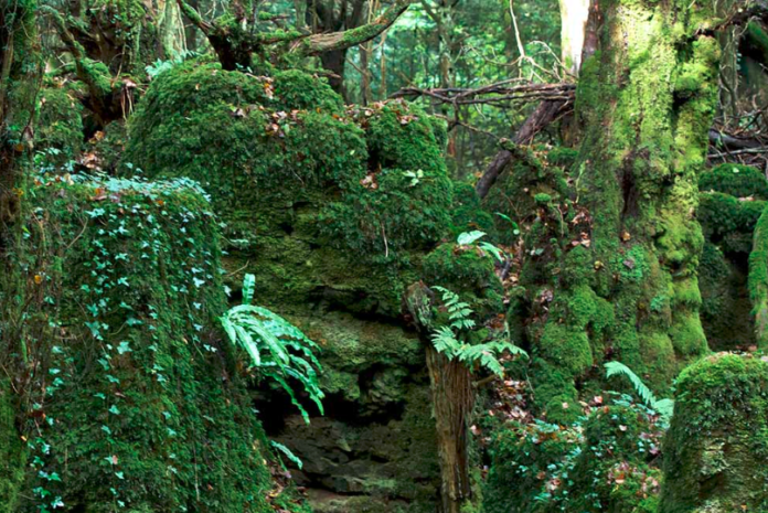 IN BEELD. Dit bos inspireerde de schrijver van ‘Lord of the Rings’