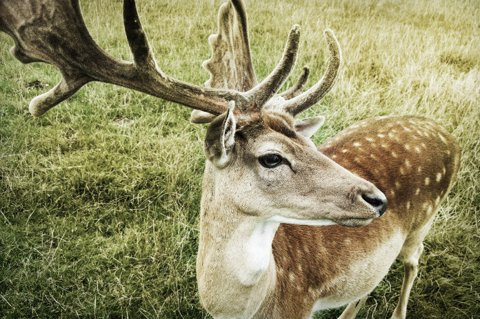 BIZAR. Hert doodt zijn Australische eigenaar tijdens voederen