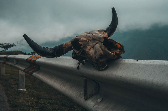 Tot 1 miljoen bedreigde diersoorten tegen 2030
