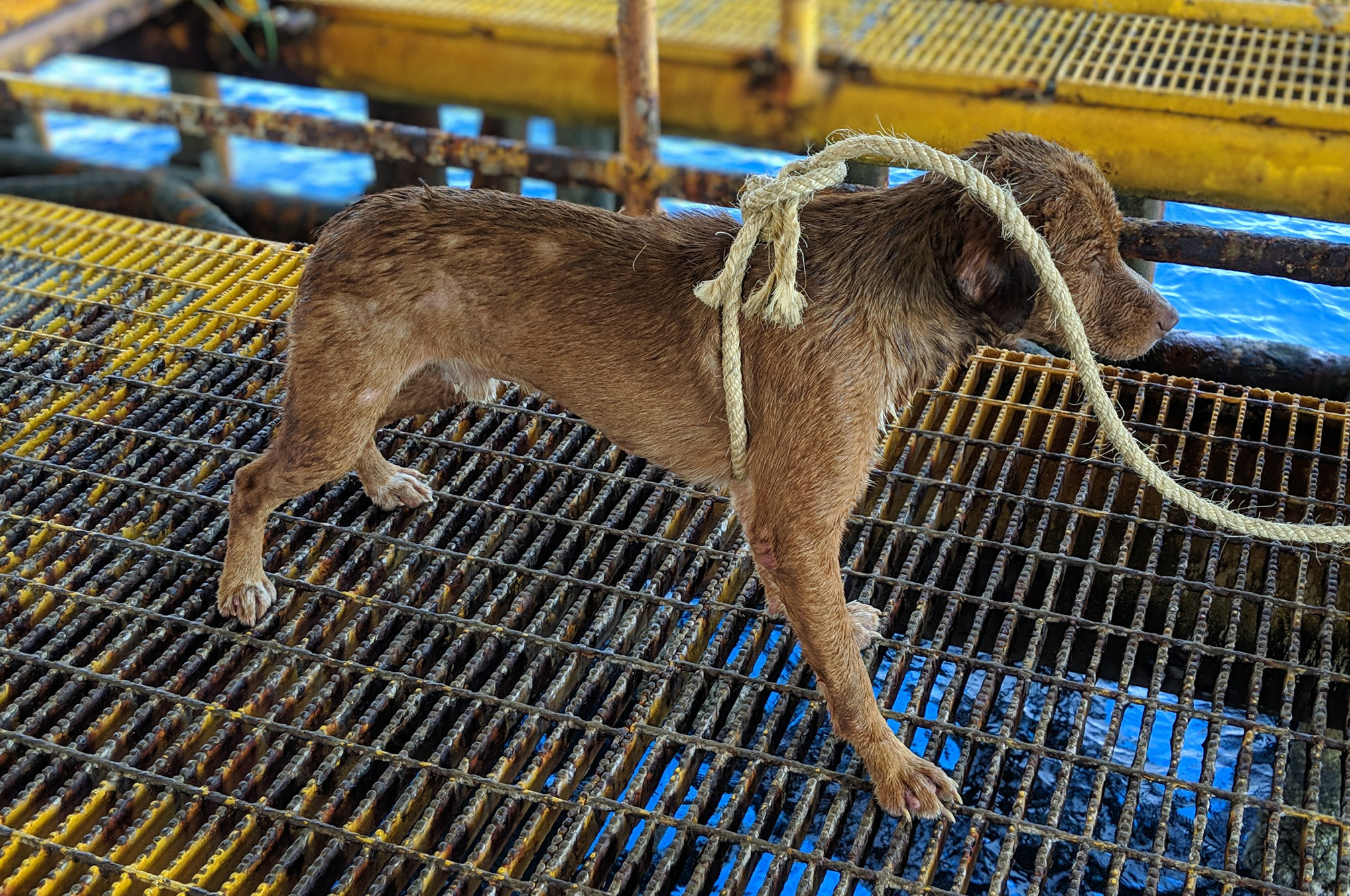 Hond zwemt naar boorplatform 220 kilometer van de kust