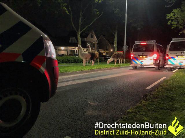 BIZAR. Circusdieren ontsnappen en zetten dorp op stelten