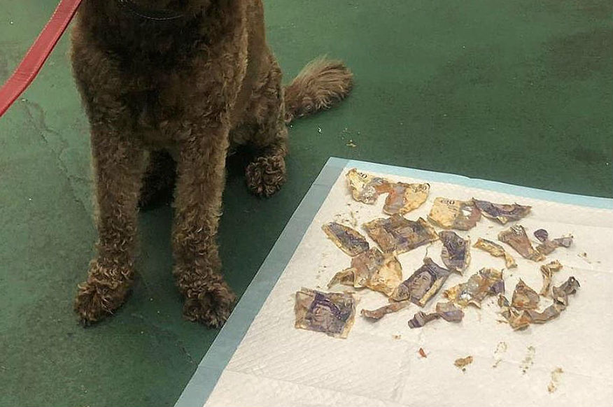 Labradoodle eet 180 pond op van eigenaars, die dan nog dierenartskosten moeten betalen