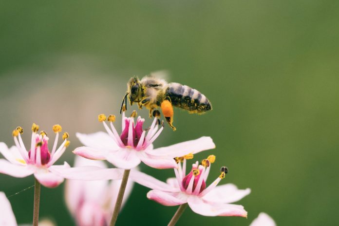 Pesticiden zorgen ervoor dat bijen minder ver vliegen