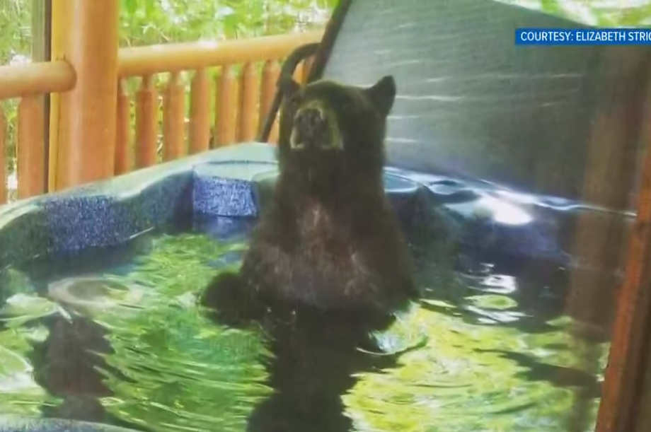 IN BEELD. Zwarte beer geniet zorgeloos van onafgesloten bubbelbad