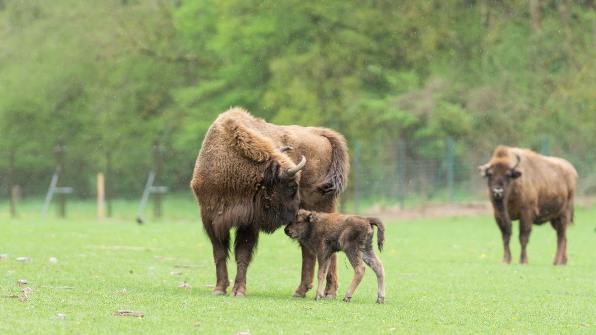 IN BEELD. Schattige bizonkalfje ziet het levenslicht op het Domein van de Grotten van Han