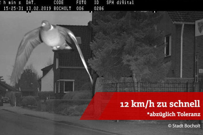 BIZAR. Duif geflitst aan 45 kilometer per uur