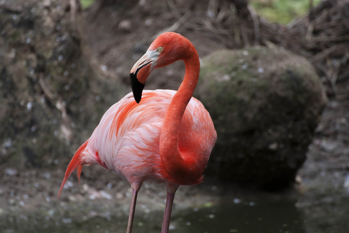 Zoo laat flamingo inslapen nadat kind er steen naar gooit