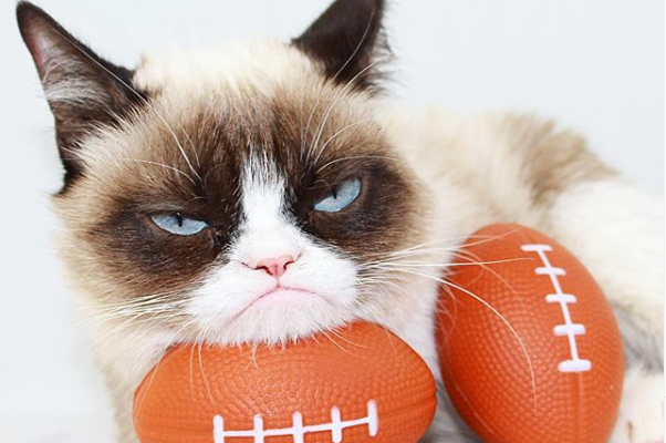 Zwarte dag voor het internet: Grumpy Cat overleden