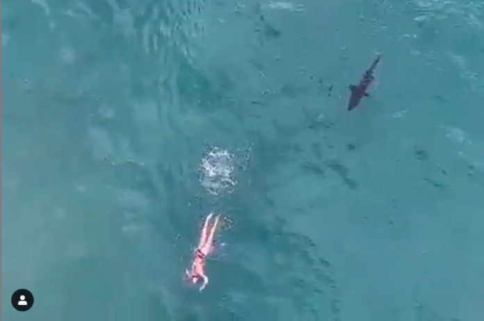 VIDEO. Zwemster ontsnapt nipt aan haaienaanval