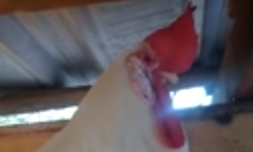 Man neemt heerlijk wraak op slapende haan (video)