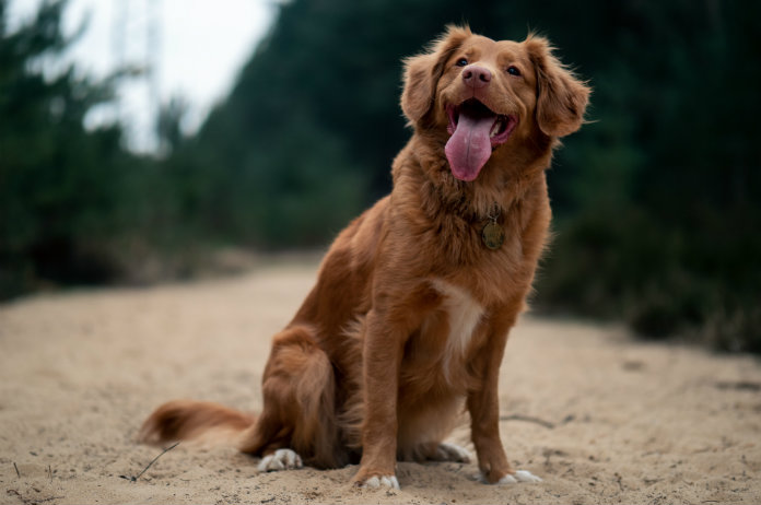 BIZAR. Hond met drie poten redt leven van baby die levend begraven werd