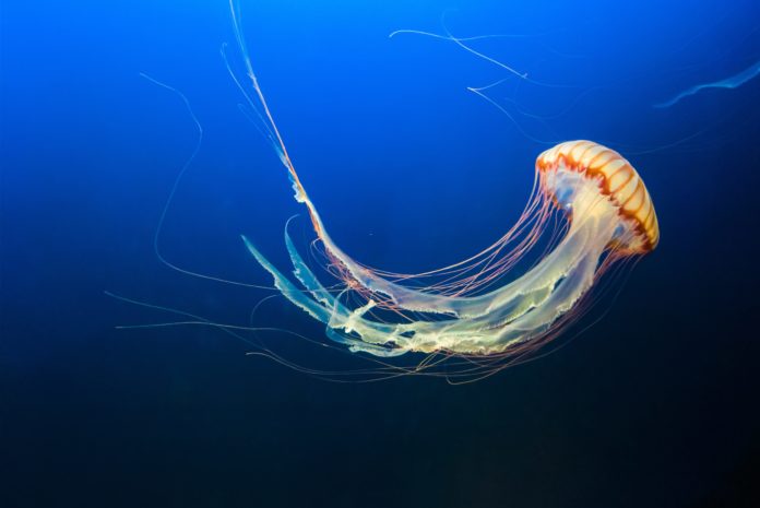 Deze vijf dingen eten we in de toekomst