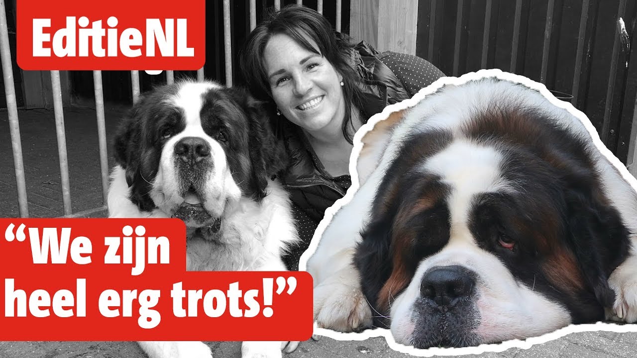 VIDEO. Dit is de mooiste hond van Nederland