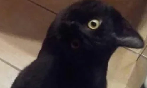 Wedden dat jouw brein moeite heeft met deze foto’s?