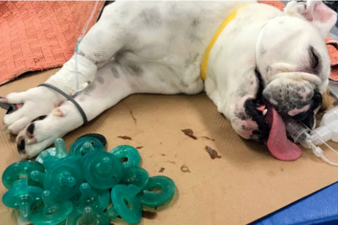 Dierenarts haalt 19 fopspenen uit maag bulldog