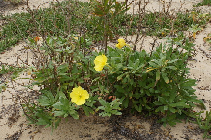 Bizar. Deze plant luistert naar haar omgeving