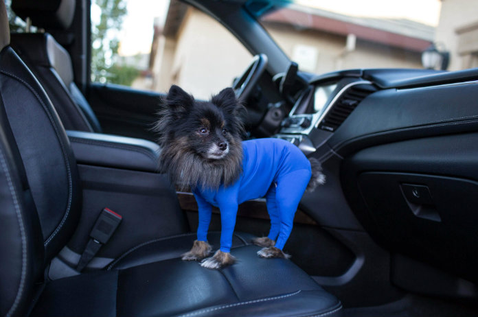 Deze honden-onesie verovert het internet