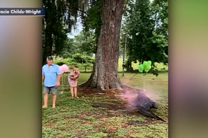 BIZAR. Alligator onthult geslacht van tiende kind