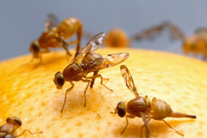 Drie manieren om komaf te maken met fruitvliegjes