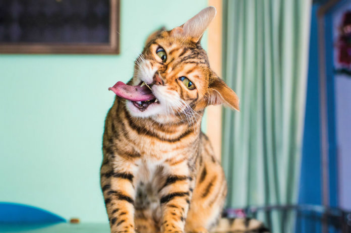 IN BEELD. Deze katten worden helemaal ‘high’ van kattenkruid