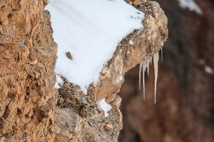 Spot jij welk dier er verborgen ligt in deze foto?