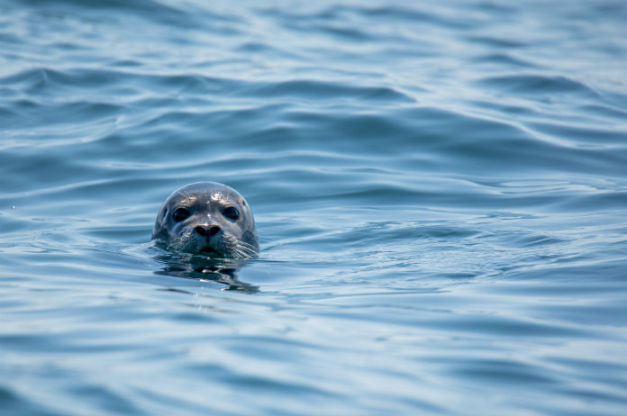 BIZAR. Zeehond zwom helemaal van Noorwegen naar Nederland