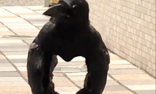 Twitter kan niet beslissen of dit een gorilla of een kraai is! Wat denk jij? (video)
