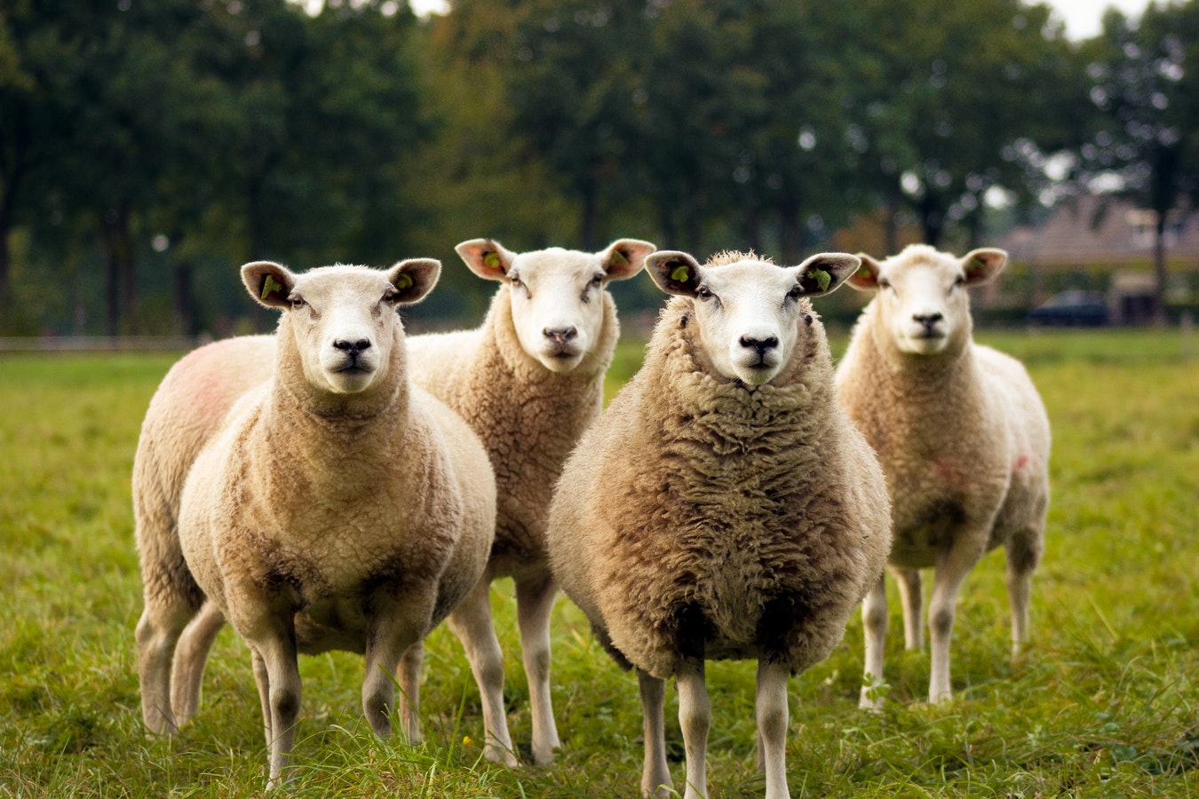 Bij mannelijke schapen zou een op de twaalf homoseksueel zijn