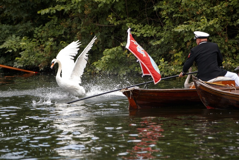 IN BEELD. Queen laat Britten naar eeuwenoude traditie zwanen tellen